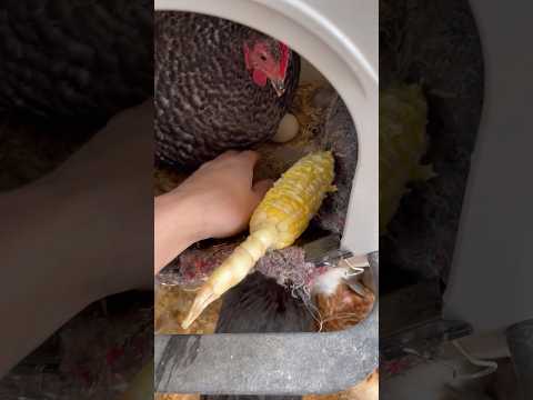 Trading A Broody Hen Corn For Her Eggs #shorts #farm #cute #animals #chickens #funny #broodyhen #egg