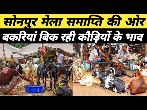 Sonpur के Bakra Mandi मे एक से बढ़कर एक नस्ल की बकरी | bakri bazar | goat farming