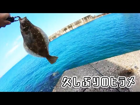 堤防でサイズはともかく久しぶりに本命中の本命が釣れた！