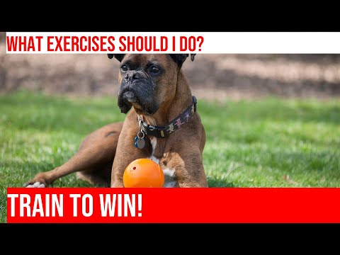 Exercise Routines for Boxers: How to Choose the Right One