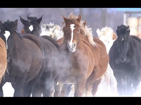 【佳作（一般部門）】「Hokkaido is full of the world」：donchanさん