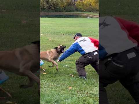 French Ring Object Guard training! 💪🏼⚔️🇫🇷 #belgianmalinois