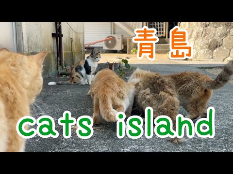 朝のご飯時間　Breakfast time【青島】【夏休み2024】【猫島巡り】