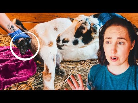 Keep pushing MAMA, that's just the head! (miniature goat birth)