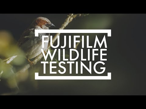 How to work out Fujifilm's best lens for wildlife photography