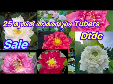 Sale Sale Sale 7902402312 താമരയുടെ tuber വിലക്കുറവിൽ #malayalam #garden # #youtubevideos #ytshorts