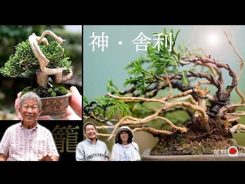 Learn how to make Kagomiya-ryu shinpaku gin and relics. [Bonsai Q]