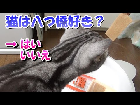 京都の猫は八つ橋が好き？（アメリカンショートヘア）