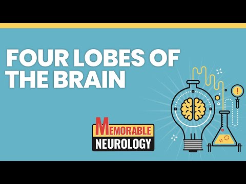 Four Lobes of the Brain Mnemonics (Memorable Neurology Lecture 1)