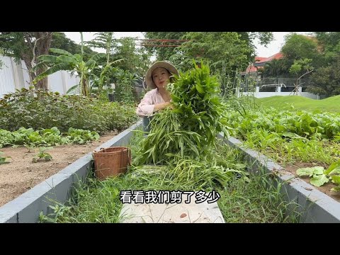 Water spinach grows like grass and grows faster. It cuts a big basket and makes the family's favori