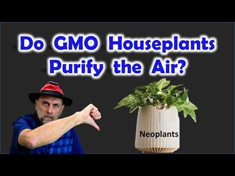 Do the NEW GMO Houseplants Purify the Air in Your Home (review of Neo PX System)