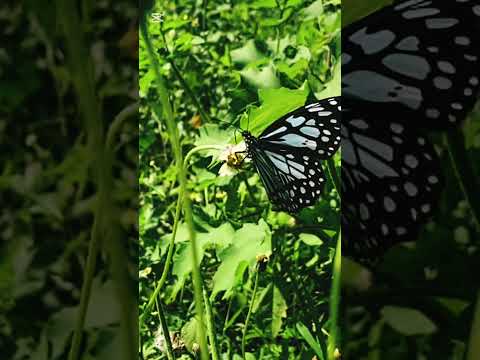 Butterfly flying. beauty of nature.🦋🦋 #butterfly #nature #butterflies #flying #beautfulnatur