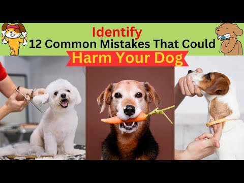 Protecting Your Pooch: Recognizing 12 Common Mistakes That Could Harm Your Dog