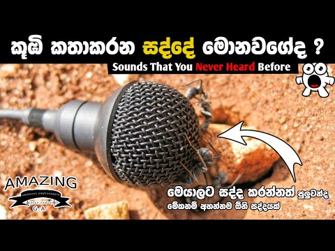 මේවනම් ඔබ අහන්නම ඕනි සද්ද