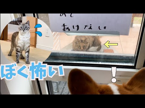 突然の侵入者に犬と猫がこうなりました！