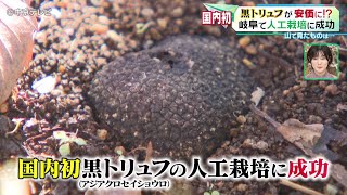 【黒トリュフ】 国内初！　岐阜で人工栽培に成功