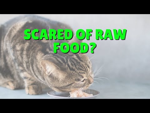 Scared To Feed Your Cats Raw Food? | Two Crazy Cat Ladies #shorts