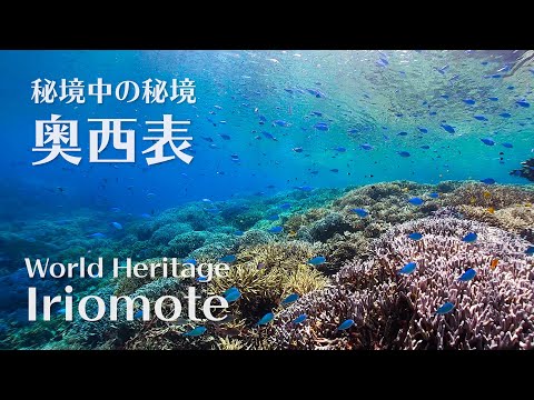 Snorkeling in World Heritage Iriomote  | Mariudo | Sakiyama Amitori | シュノーケリング@奥西表（崎山＆網取）