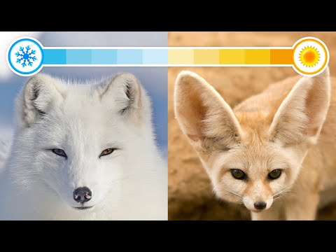 All 22 Species of Foxes (Organised by Continent)