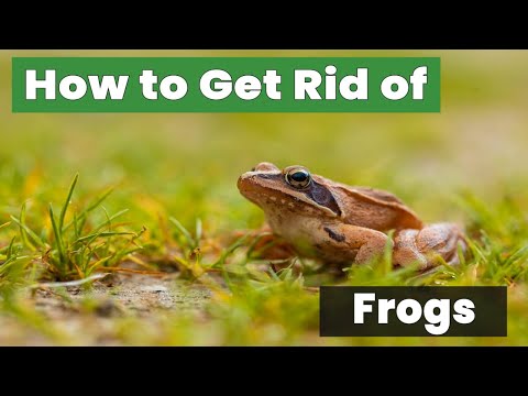 How to Get Rid of Frogs Fast and Safely!