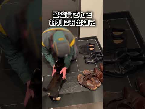 クロネコヤマト配達員さんが好き過ぎる、柴犬の赤ちゃん