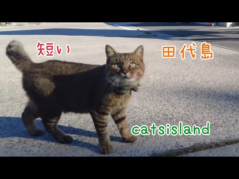 短いしっぽの可愛いやつ　A cute one with a short tail【田代島】【２０２４秋】【猫島巡り】