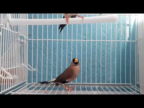 New birds in the birdroom ! A pair of Poephila personata (Masked finch)