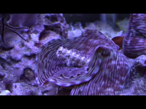 Lawnmower Blenny Care