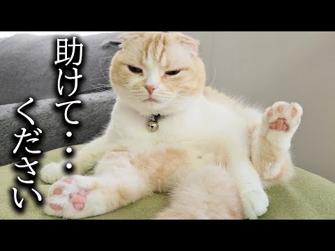 夜中に猫が助けを求めるので犬と主で対応したらこうなった