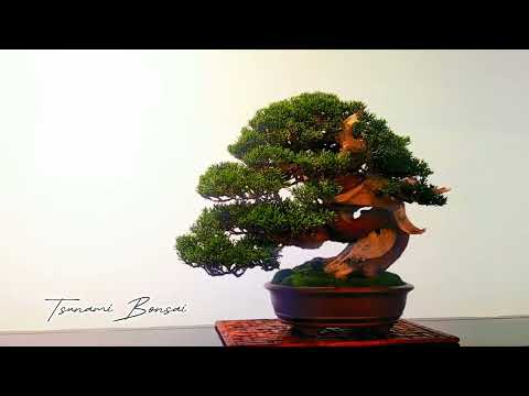 part 1 huafung 2023 most prestigious bonsai show in Taiwan #bonsai #bonsaitree #art #bonsaitaiwan