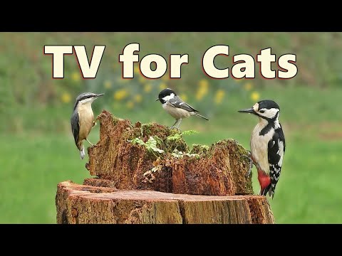 Birds for Cats To Watch on Fathers Day