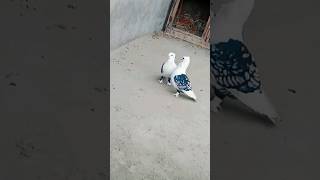 Satinette Breeding Pair | Breeding Season #viral #fancypigeon #shorts