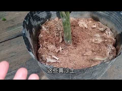 带你全方面了解茶花，满树花苞很简单！