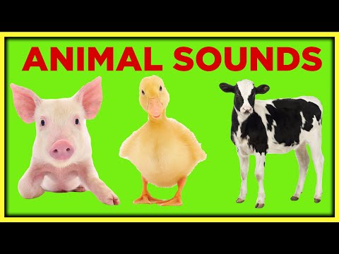 Farm Animal Sounds for Toddlers Toddler Learning Video Educational Speech Videos