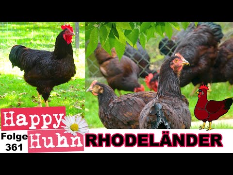 Rhodeländer-Hühner + New Hampshire und Braune Hybriden im Vergleich -HAPPY HUHN Folge 361#hühner