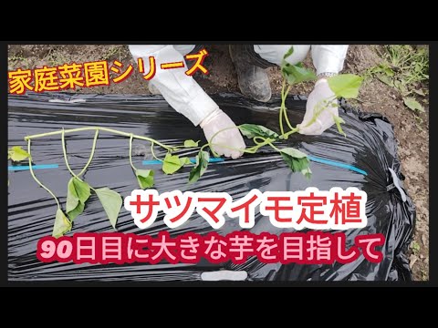 【サツマイモ定植】90日目に大きな芋の収穫を目指して【家庭菜園シリーズ】