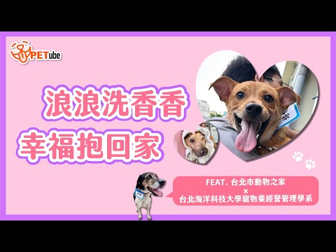 浪浪洗香香🫧幸福抱回家💖 Feat.臺北市動物之家x台北海洋大學寵物業經營管理學系【編走編看】｜#哈寵PETube 第308集