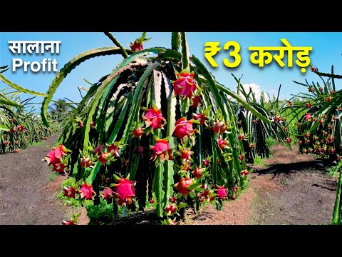 कैसे 30 एकड़ ड्रैगन फ्रूट खेती से हुआ 3 करोड़ का मुनाफा / Dragon Fruit farming plant cutting