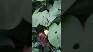 #omg #omgpage #spider #spiderhunt #spiderworld #spiderattack #beautiful #spidervideos #amazing #wow