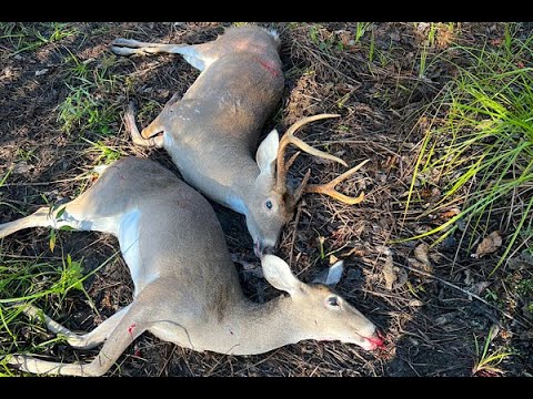 Deer Hunting With Dogs Down In The Swamp!!!