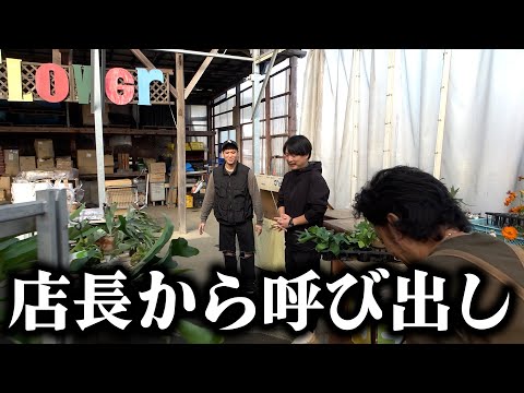 ガーデンガーデンの店長から呼び出されました【カーメン君】【園芸】【ガーデニング】