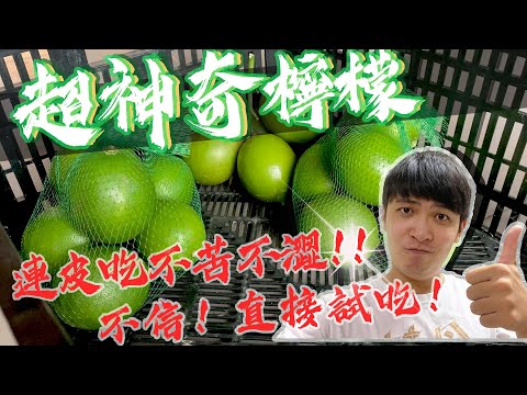 【尋農高手】可吃皮的神奇檸檬真的存在嗎？拜訪台中外埔檸檬果園【Feat.檸檬森林】