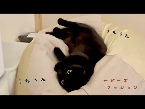 うねうねしながらクッションの形に合わせて寝る黒猫