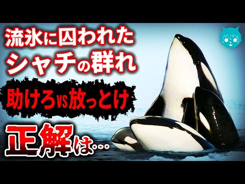 【検証】流氷に閉じ込められたシャチの群れは救うべきだったのか【北海道羅臼町】