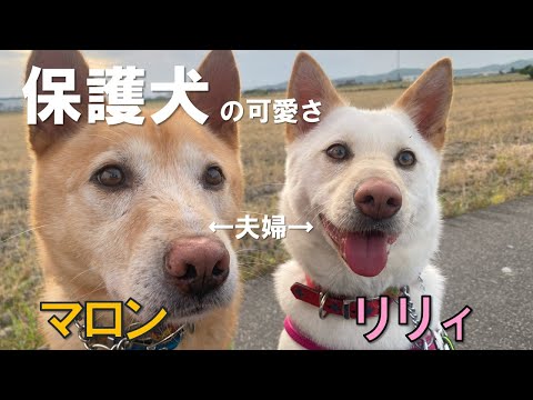 【保護犬の可愛さ】マロンとリリィが泊まりに来た。夫婦だけあって相性はバッチリ