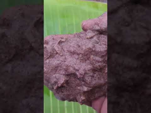 Ragi Adai #ragiadai#shorts#shortsfeed#youtubeshorts#subscribe