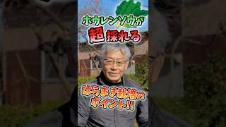 家庭菜園や農園のホウレンソウ栽培でたくさん収穫できるばらまき栽培！冬に長く収穫を楽しむお世話ポイントとホレンソウの育て方！【農家直伝】#shorts