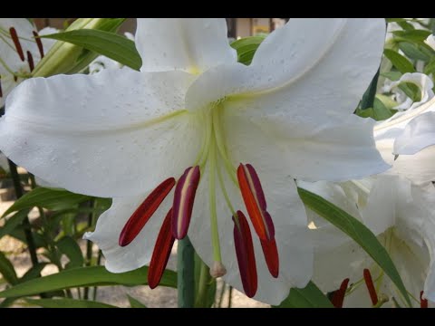 松尾寺のカサブランカは終わってた 2024.07.19