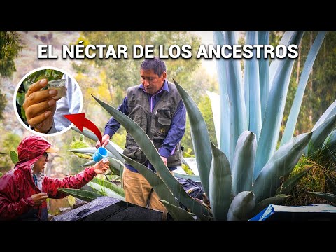 Agave: the miracle of our ancestors in every drop, in the Andes - Sincos