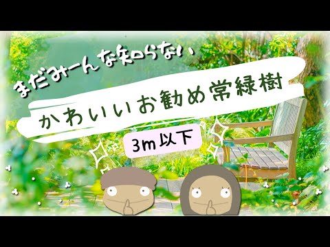 エリナカスケードの特徴と育て方を紹介【植物編-81】